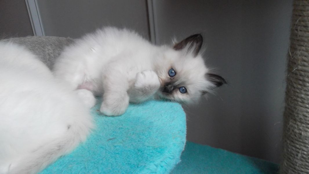 Chatons Sacré de Birmanie L.O.O.F