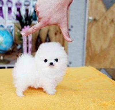 chiot de très petite taille pomeranien miniature à donner