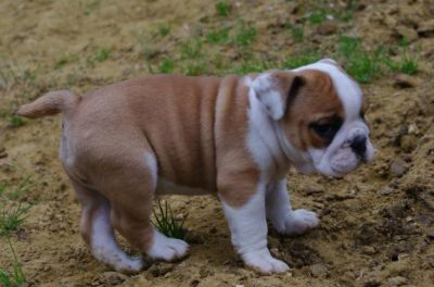 Adorables chiots types bouledogue anglais disponibles.