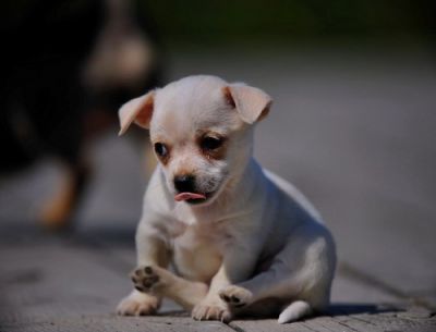 Mâle et femelle chiots chihuahuas pour adoption
