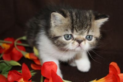 magnifique chaton exotic shorthair