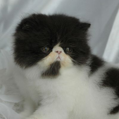 VDS chatons persan loof