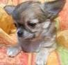 *tres jolie chihuahua adoption ( noel )*