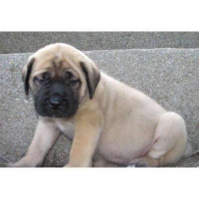 don mastiff