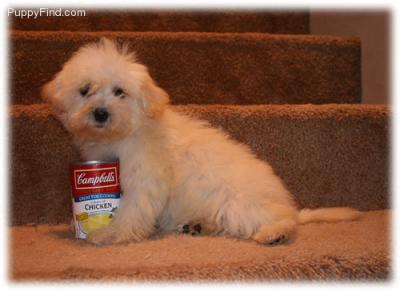 maltais chiots pret a partir