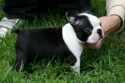 Adorable bb boston terrier non lof