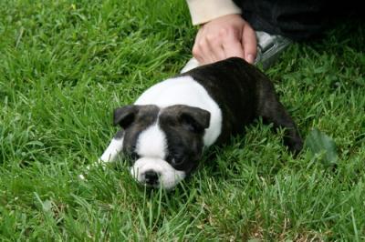 Adorable bb boston terrier non lof