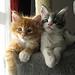deux chatons maine coon a vendre