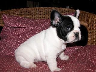bebe bouledogue francais