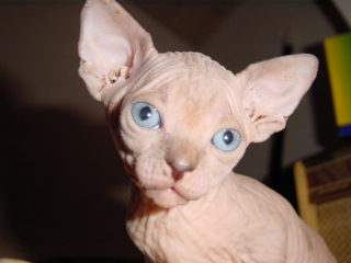 Fais don de mon chaton sphynx contre bons soins