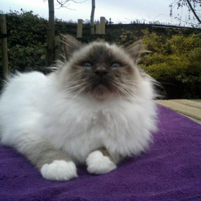 Très beau étalon sacré de Birmanie à vendre.