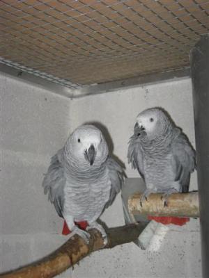 Couple Gris du Gabon d'Automne à donner