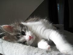 Deux chatons Maine coon à donner