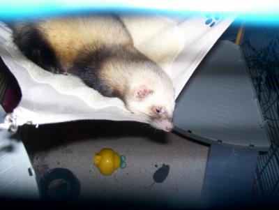 furet dispo pour saillie