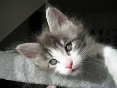 2 beaux  chatons maine coon a donner.