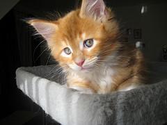 2 beaux  chatons maine coon a donner.