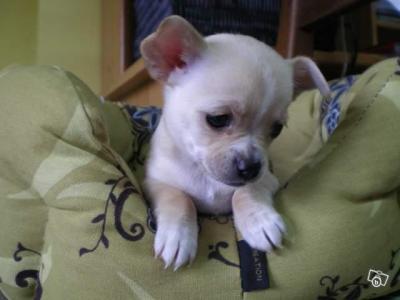 Super BB chiot chihuahua femelle lof