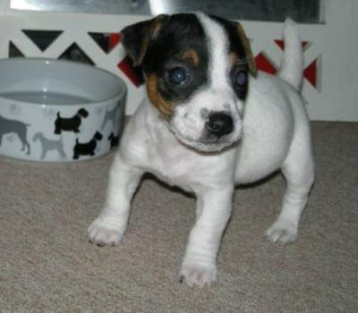 Chiots jack russel non LOF, dispo noel