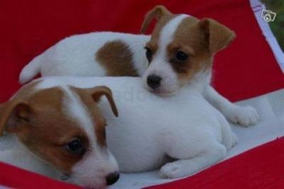 Une femelle chihuahua à poil court , non lof, nées