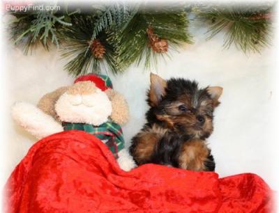 adorable chiot yorkie a vendre