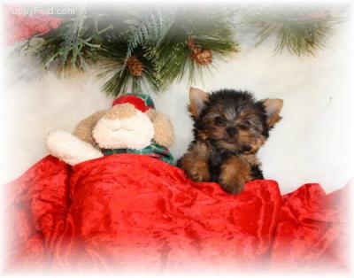 adorable chiot yorkie a vendre