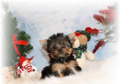 adorable chiot yorkie a vendre