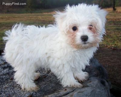 Chiot Maltese pour don adption