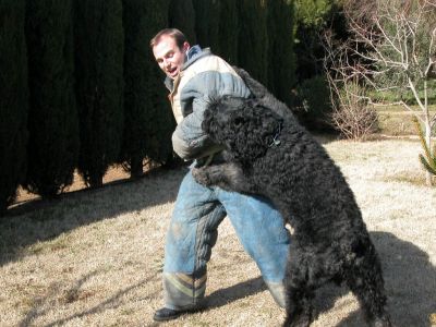 LES BOUVIERS DES FLANDRES DE LA DULLAGUE