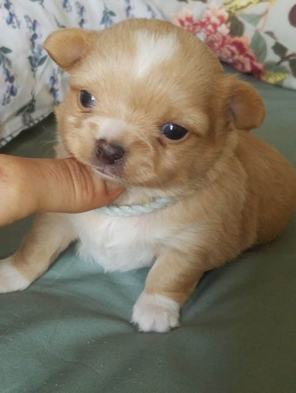 A réserver Chiot Chihuahua mâle