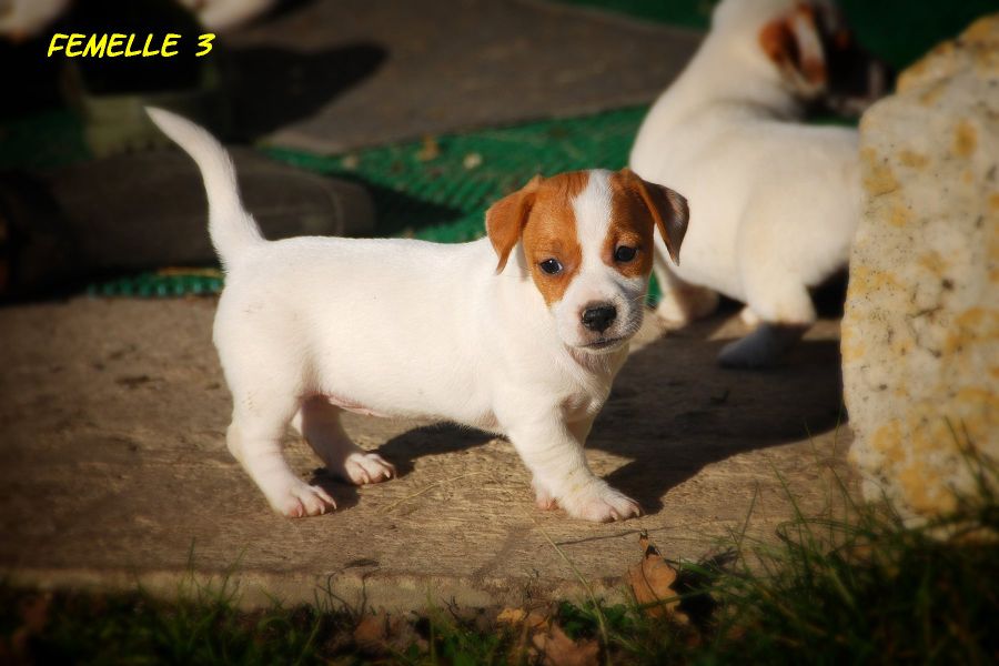 Chiots Jack Russell de petites tailles