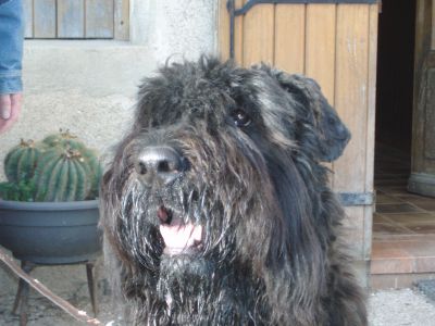 LES BOUVIERS DES FLANDRES DE LA DULLAGUE