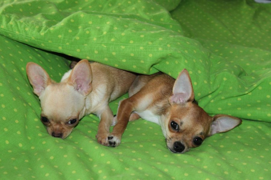 Couple de chiots chihuahuas