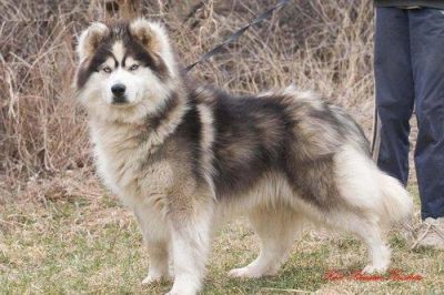 chiots akita mignon à vendre