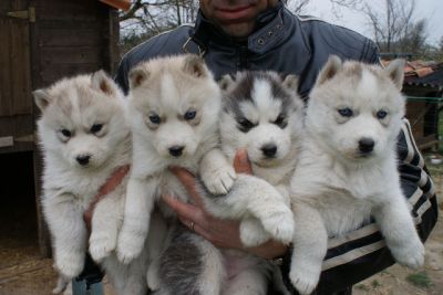 magnifiques chiots husky siberien disponible de suite