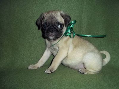 ADORABLE CHIOTS CARLIN A DONNER CONTRE BON SOINS