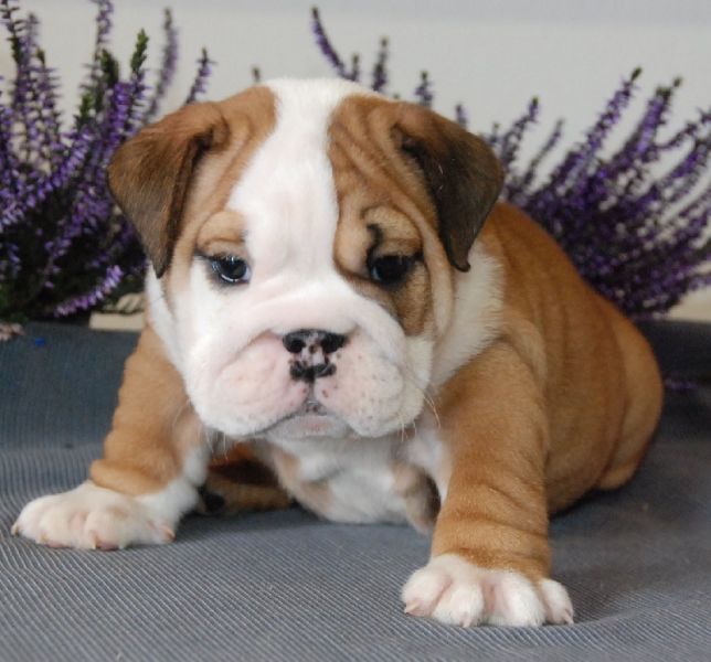 Chiots de race Bulldog Anglais