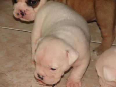 A reserver deux bouledogue anglais