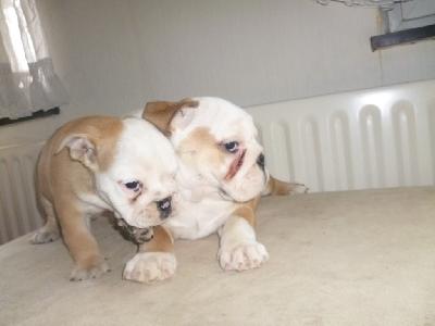  superbes Chiots Bouledogue anglais a donner