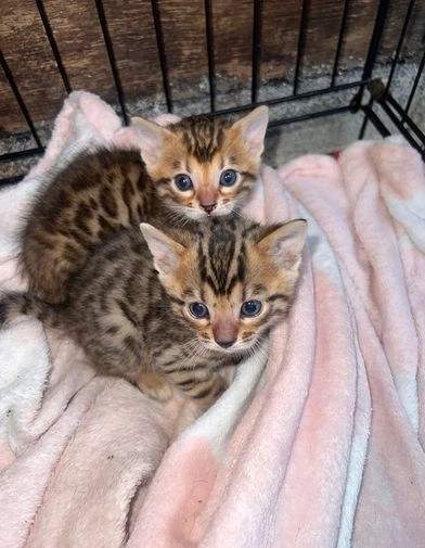 Bengal kittens for sale