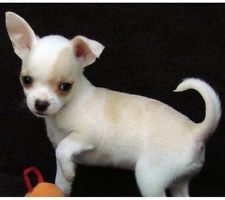 Magnifique type chiot chihuahua - pure race