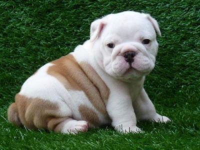 Doux Chiots bulldog anglais à vendre (pedesonlilian@yahoo.com)