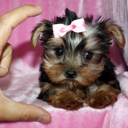 Los cachorros de Yorkshire Terrier Para Adopción 