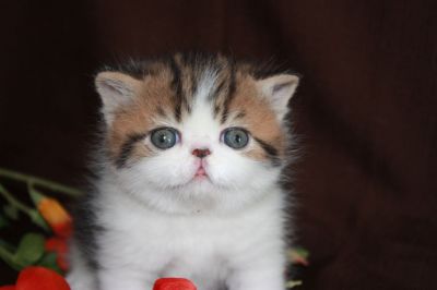magnifique chaton exotic shorthair