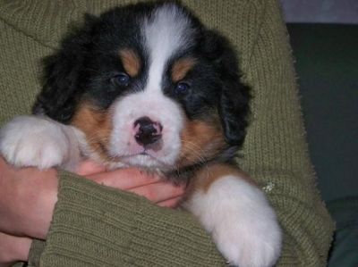 Chiot mâle bouvier bernois lof