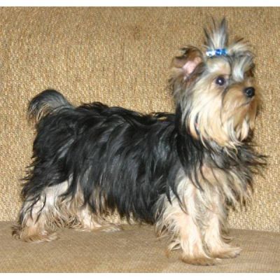 chiot yorkshire terrier à donner contre bons soins