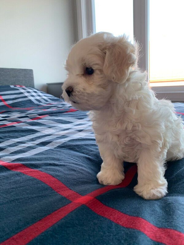 Super Adorable Teacup Maltese Puppies