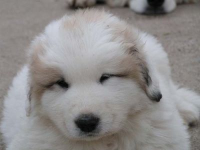 A reserver chiots Montagne des Pyrénées