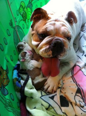 Adorable chiots type bulldog anglais disponibles .