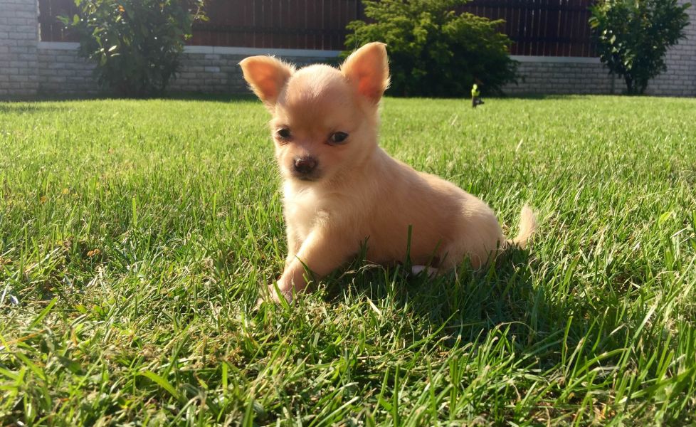  Chiot chihuahua a donner pour noel