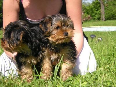 Adorable Teacup yorkshire a donner 